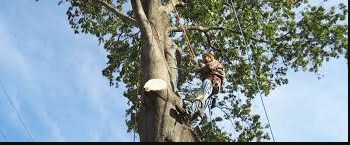 Tempest's Arborist Service